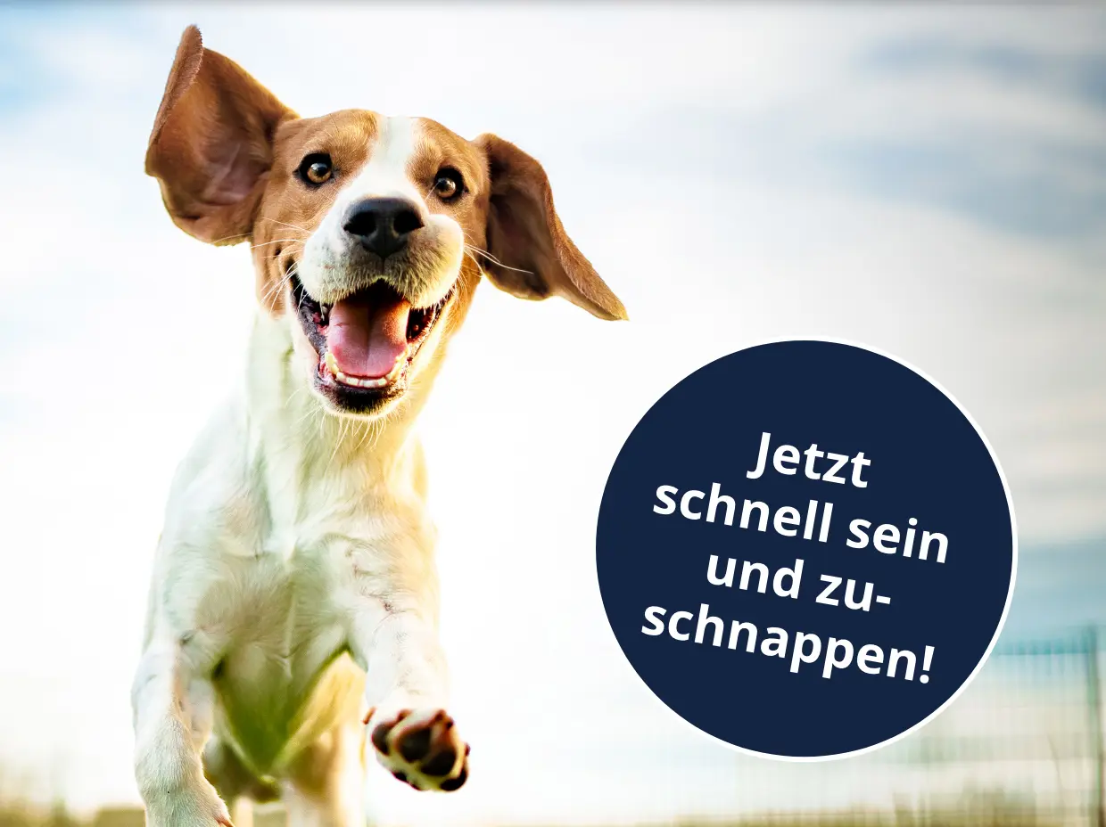 Fröhlicher Hund im Sprung mit Hinweis „Jetzt schnell sein und zuschnappen!“ für Cashback-Aktionen